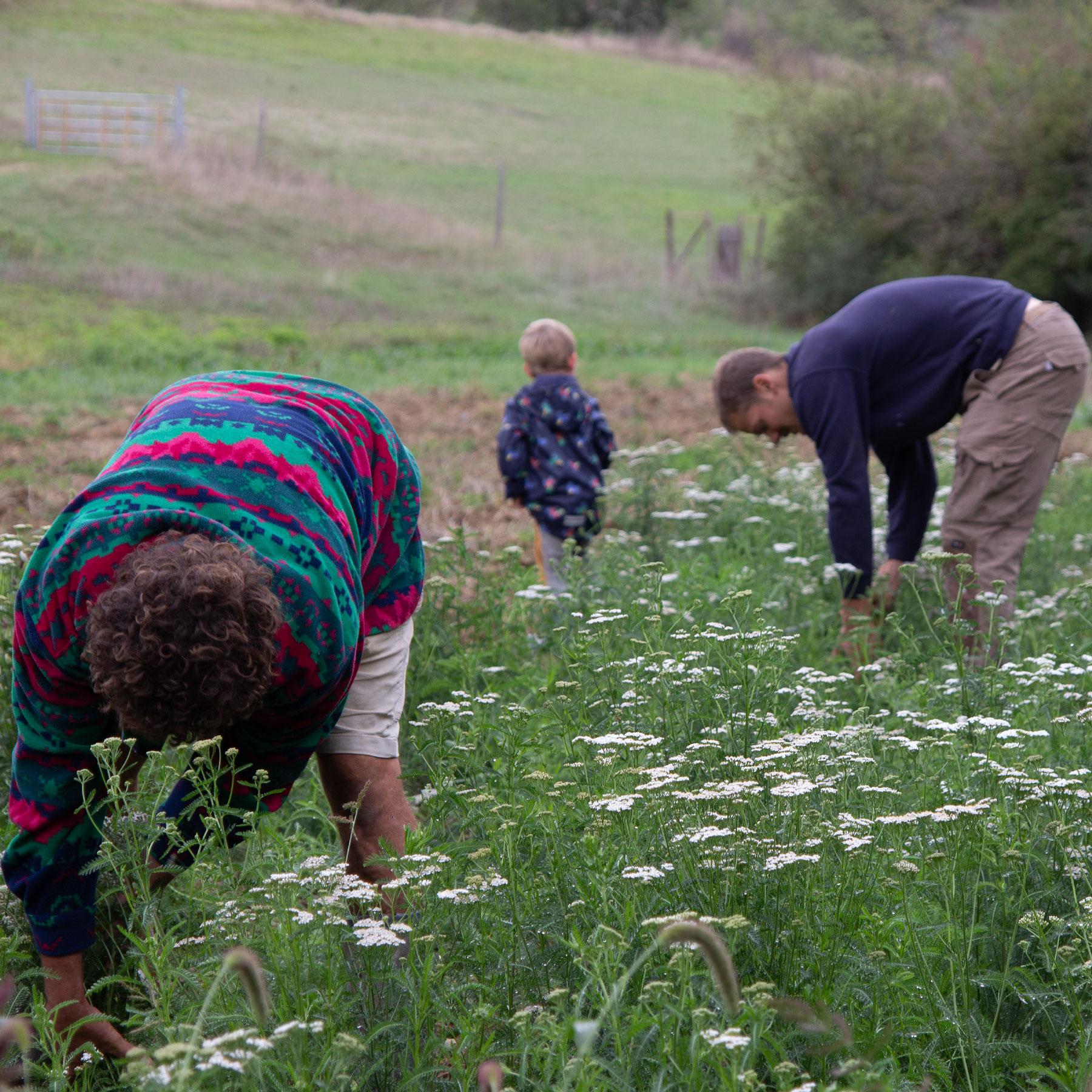 Feldarbeit, Krauternte, Natur, Familienoutdoor, Blumenwiese