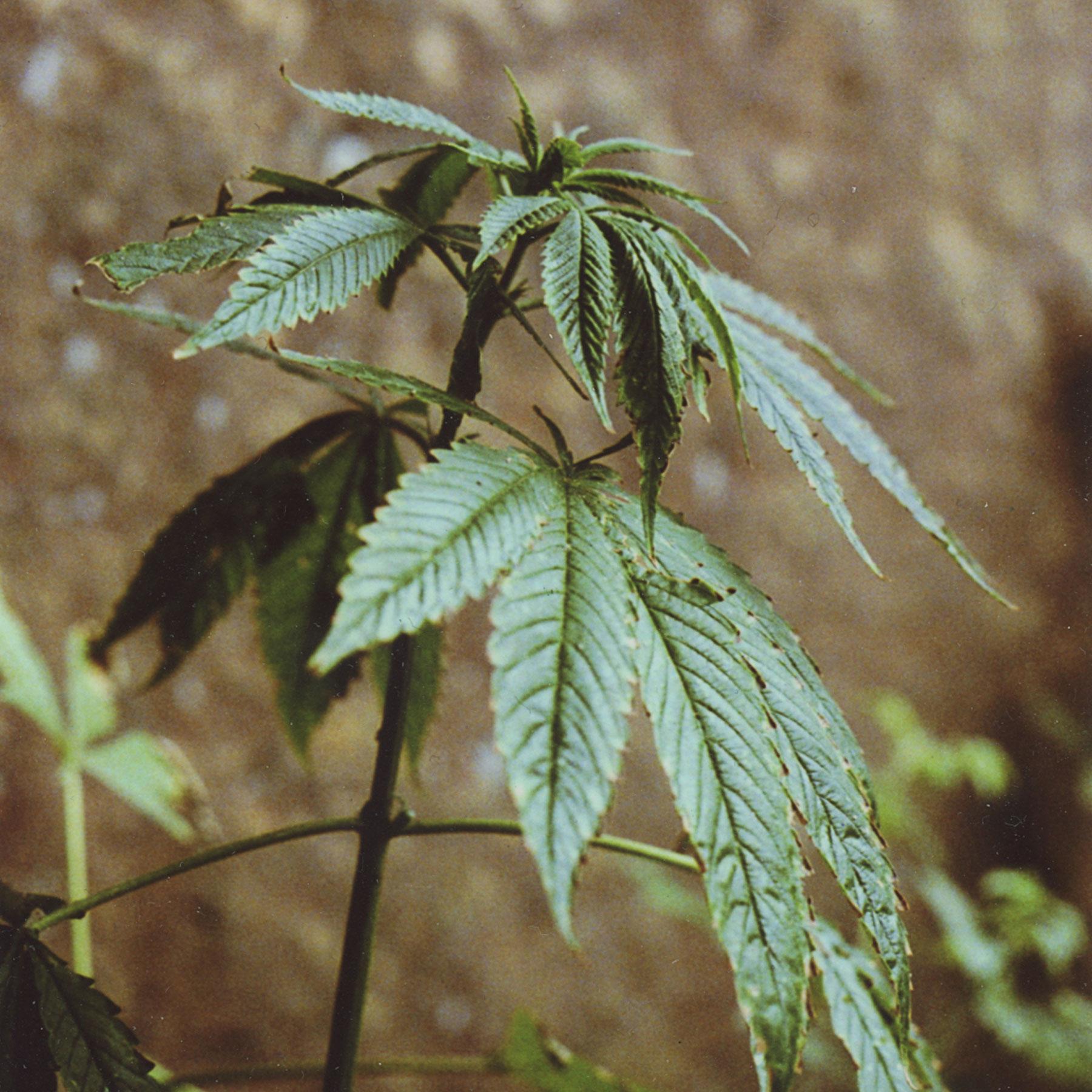 Blatt, Pflanze, Vegetation, Hanf, Blatt, Pflanze, Vegetation, Hanf, Blatt, Pflanze, Vegetation, Hanf