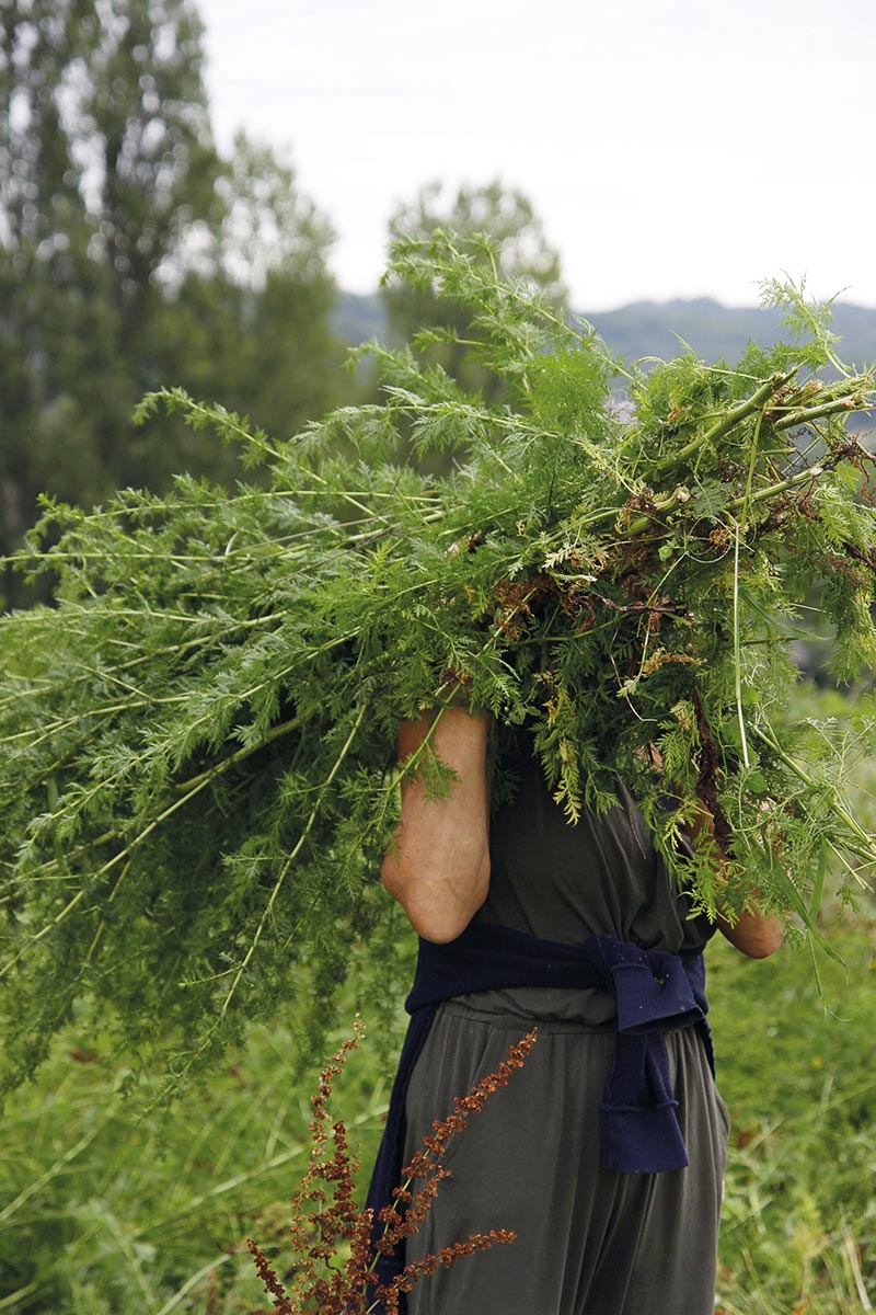 Kerstin erntet Artemisia annua in Südfrankreich Kerstin erntet Artemisia annua in Südfrankreich