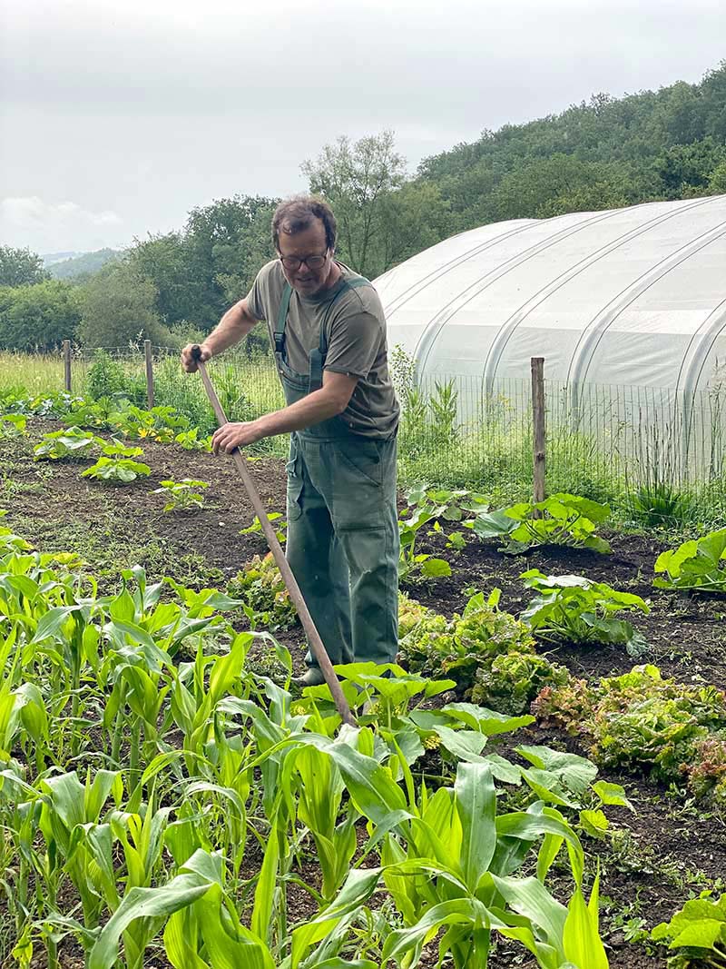 Kräuter Artemisia annua Kasimir Lieselotte Einjähriger Beifuß Kräuter Artemisia annua Kasimir Lieselotte Einjähriger Beifuß