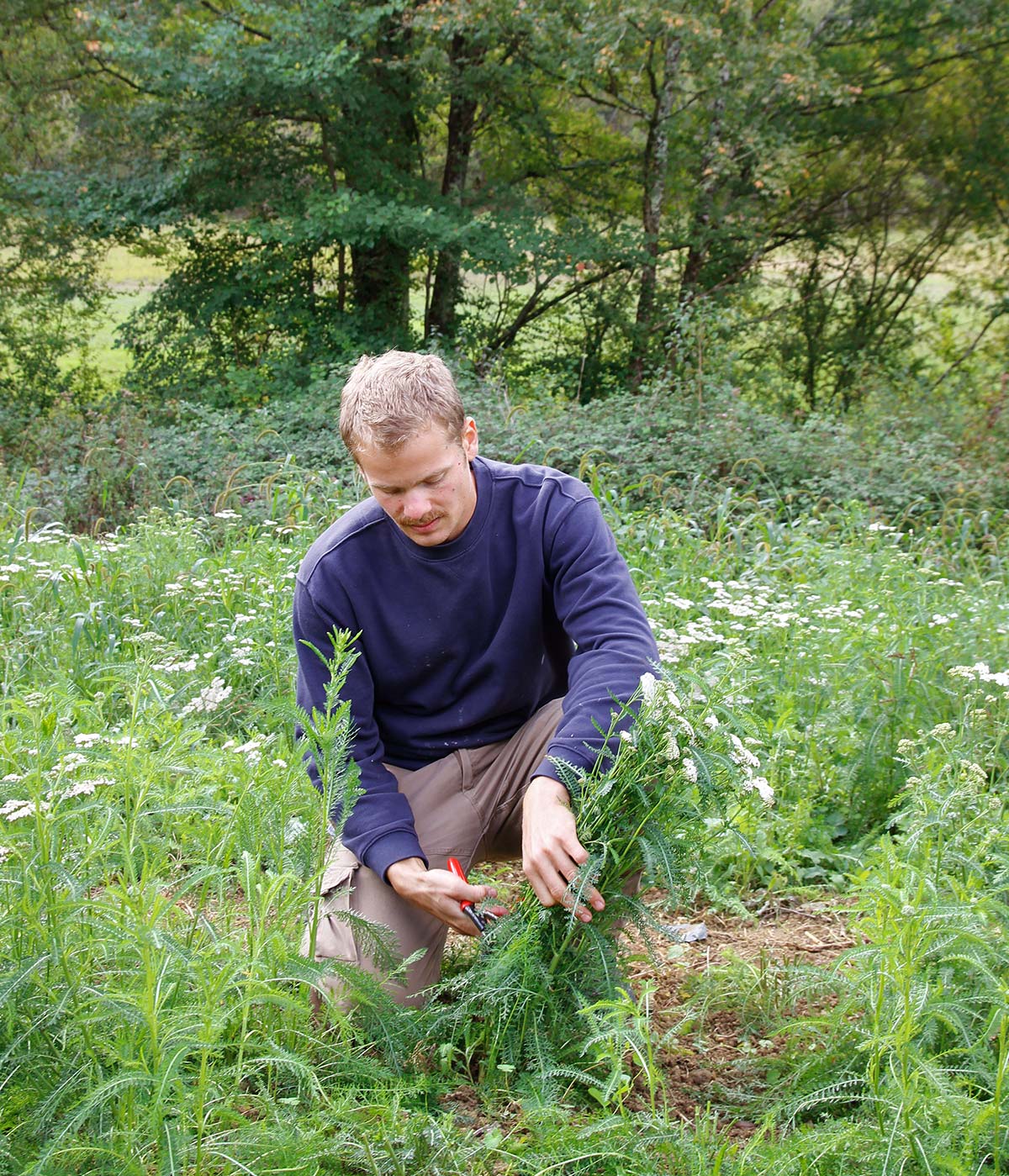 man in field, cutting plants, scissors, greenery, outdoor