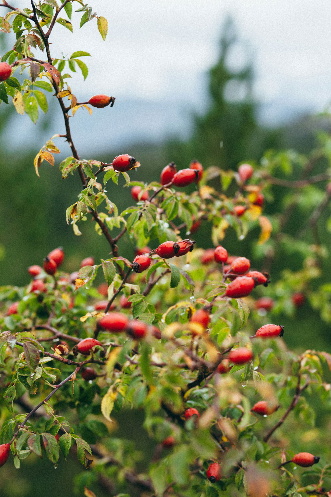 Hagebuttenstrauch mit Fruechten