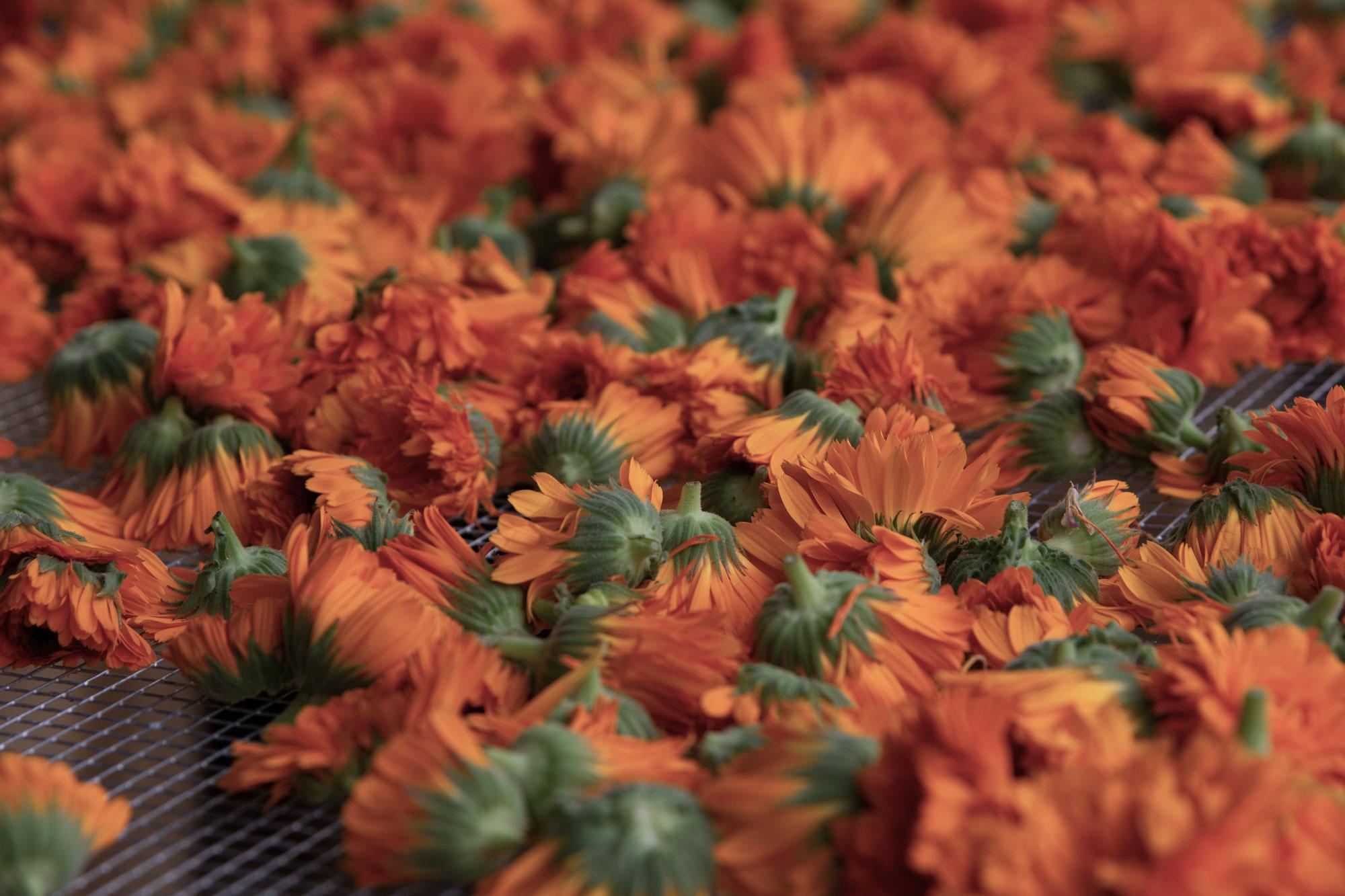 blumen, sommerblumen, orange farben, blüten, pflanzen