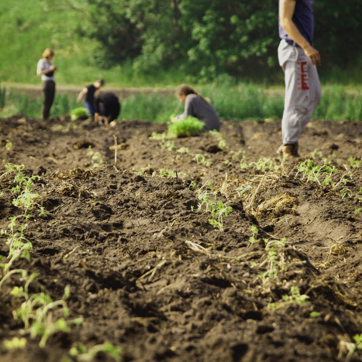 Gemüsepflanzen, Bodenfurchen, Pflanzung, Gartenarbeit, Saatbeet