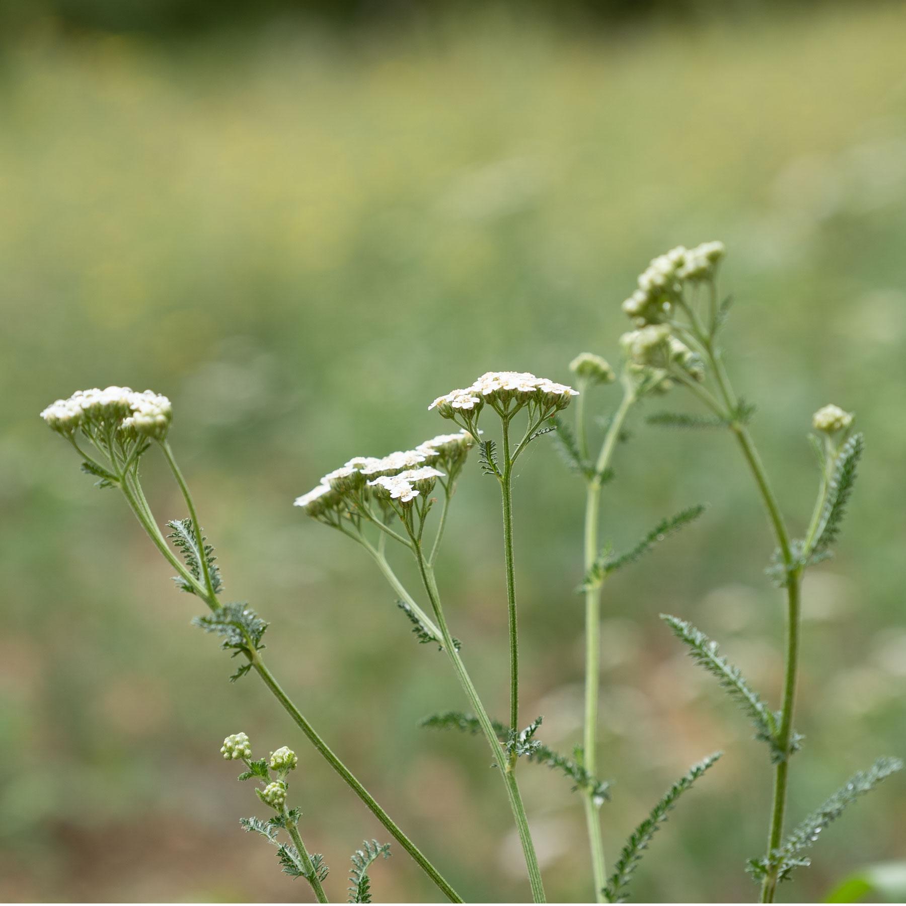 Kraut, Krautblüte, Weiße Blüten, Wildpflanze, Grasähnliche Stauden