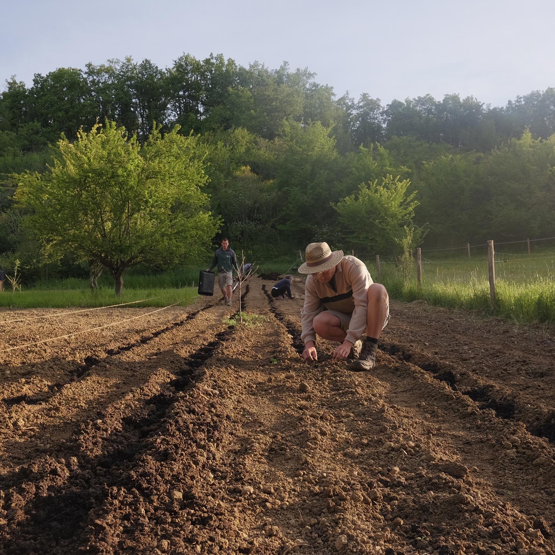 Garten, Ackerland, Pflanzung, Boden, Personen