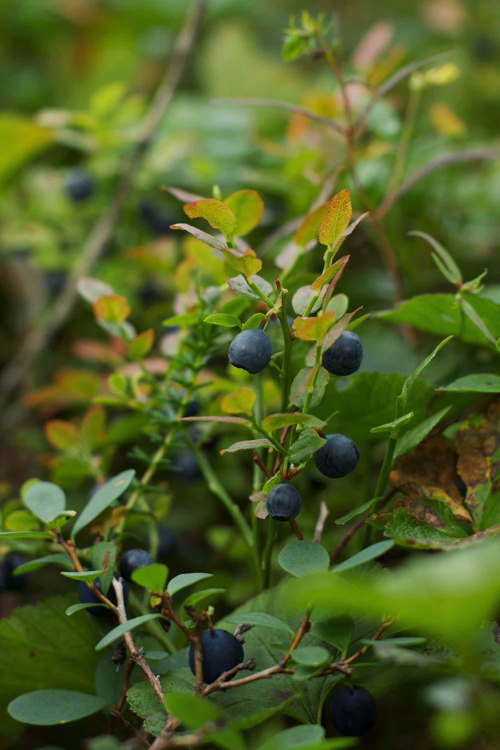 Nahaufnahme von Wilde Heidelbeeren am Zweig