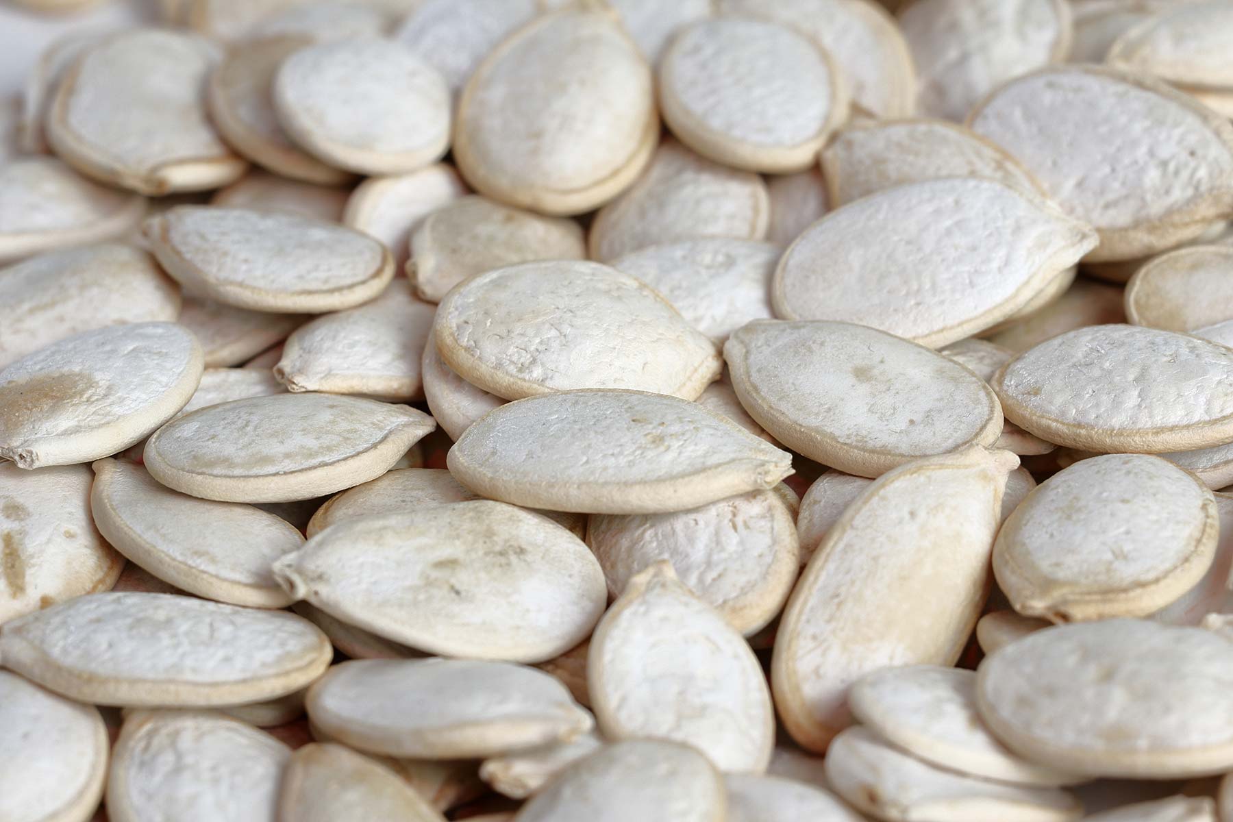 griechischer Bergtee