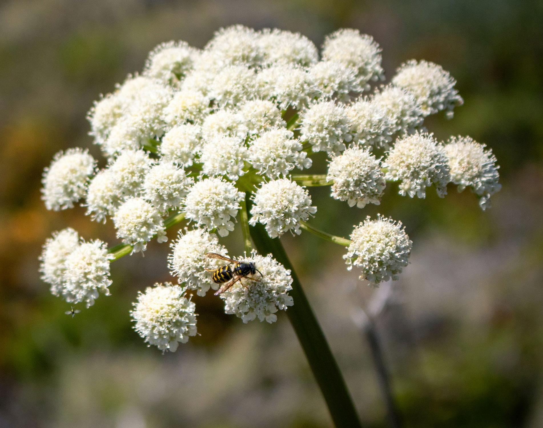 weiße Blüten, Blütenstand aus mehreren Dolde, Blüte einer Pflanze, Biene auf Blüte, Makroaufnahme Pflanze