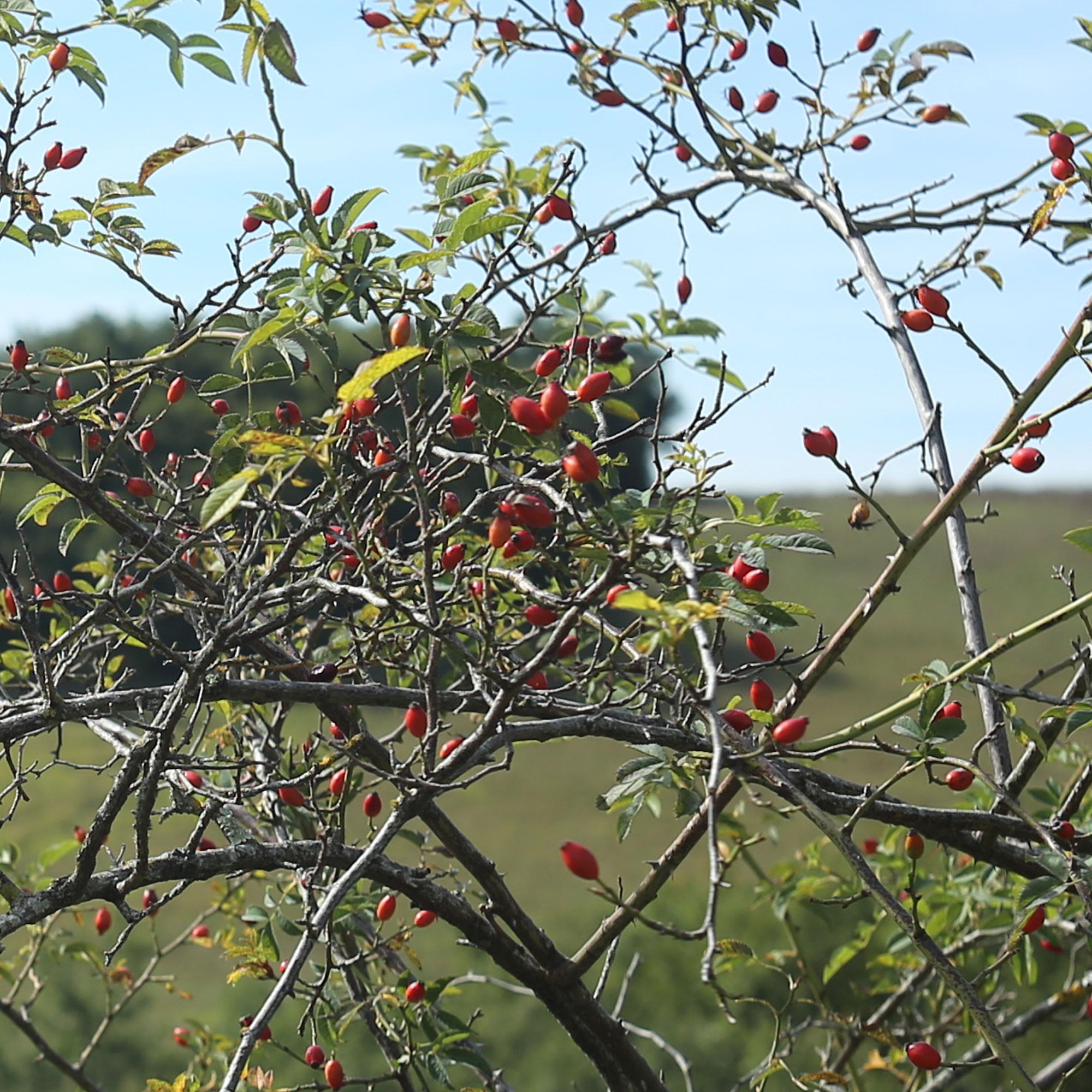 Wildfrucht, rote Beeren, dornige Zweige, Ast, Outdoor-Pflanze