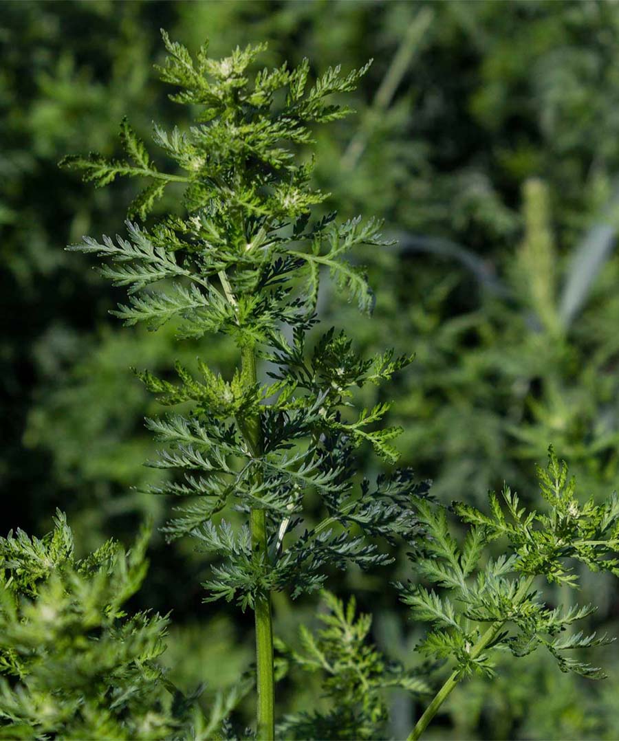 Artemisia annua Bio Einjähriger Beifuß Artemisia annua Bio Einjähriger Beifuß