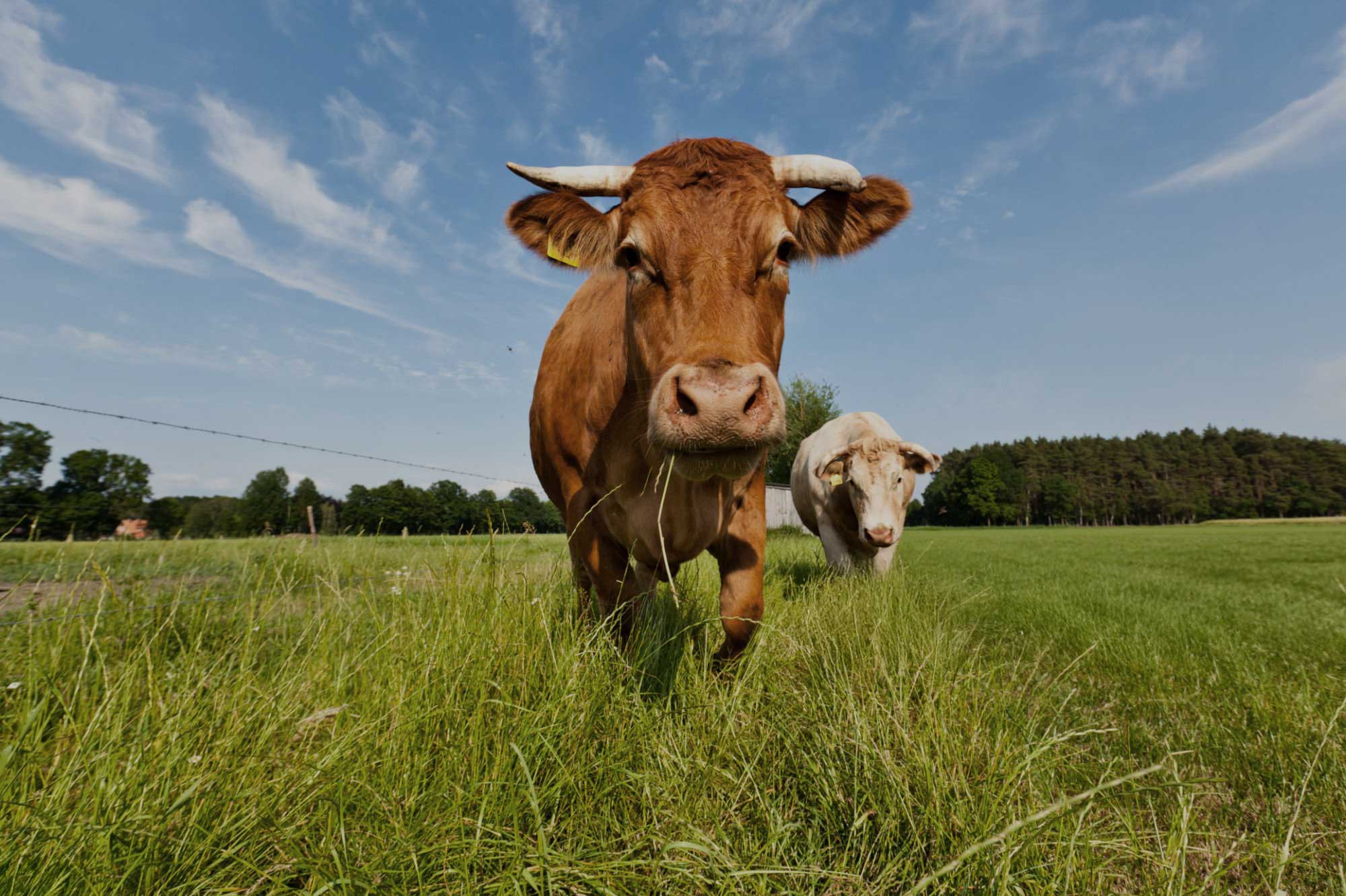 Rind auf Weide