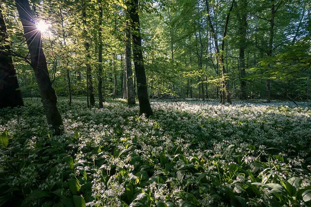 Wildgarlic baerlauch im Wald Wildgarlic baerlauch im Wald