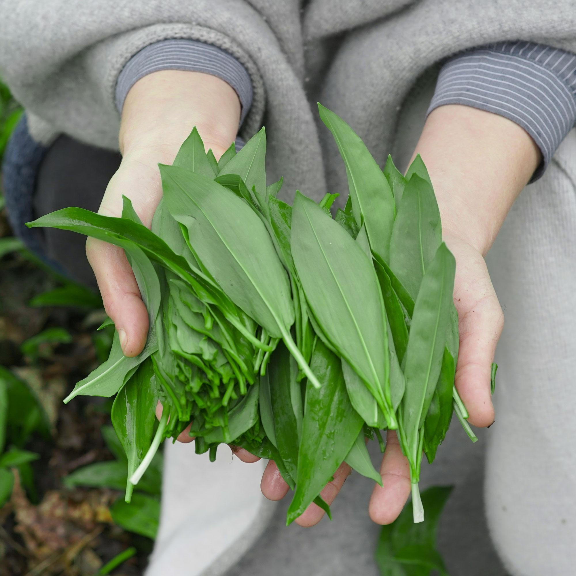 Kräuter, Grüner Blatt, frisch, Laub, Stängel