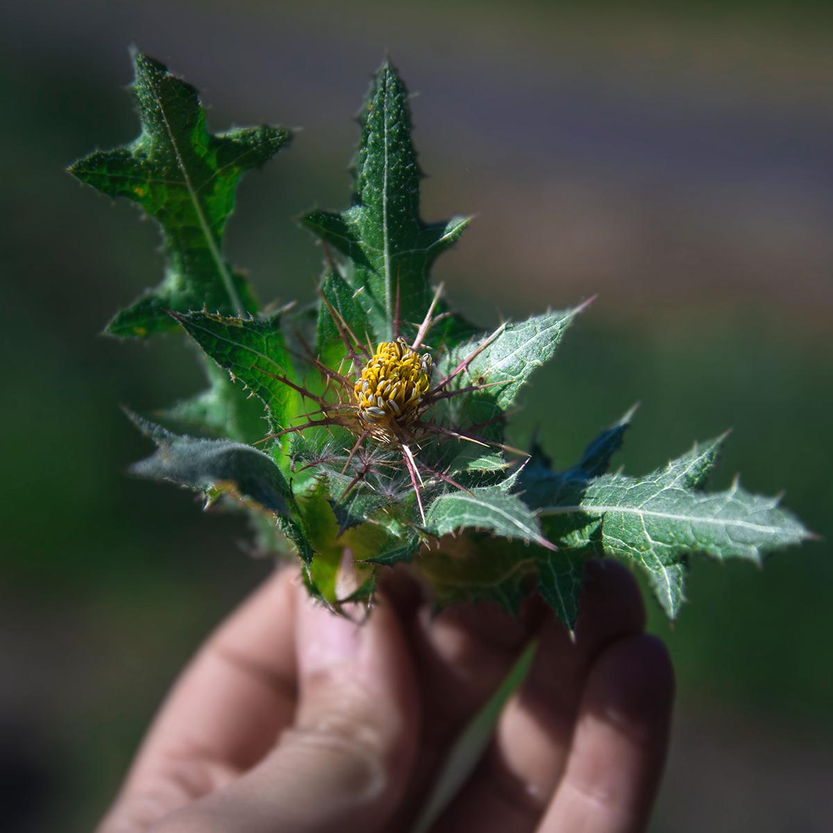 Wildpflanze, Distel, Blätter, Knospe, Samenstand