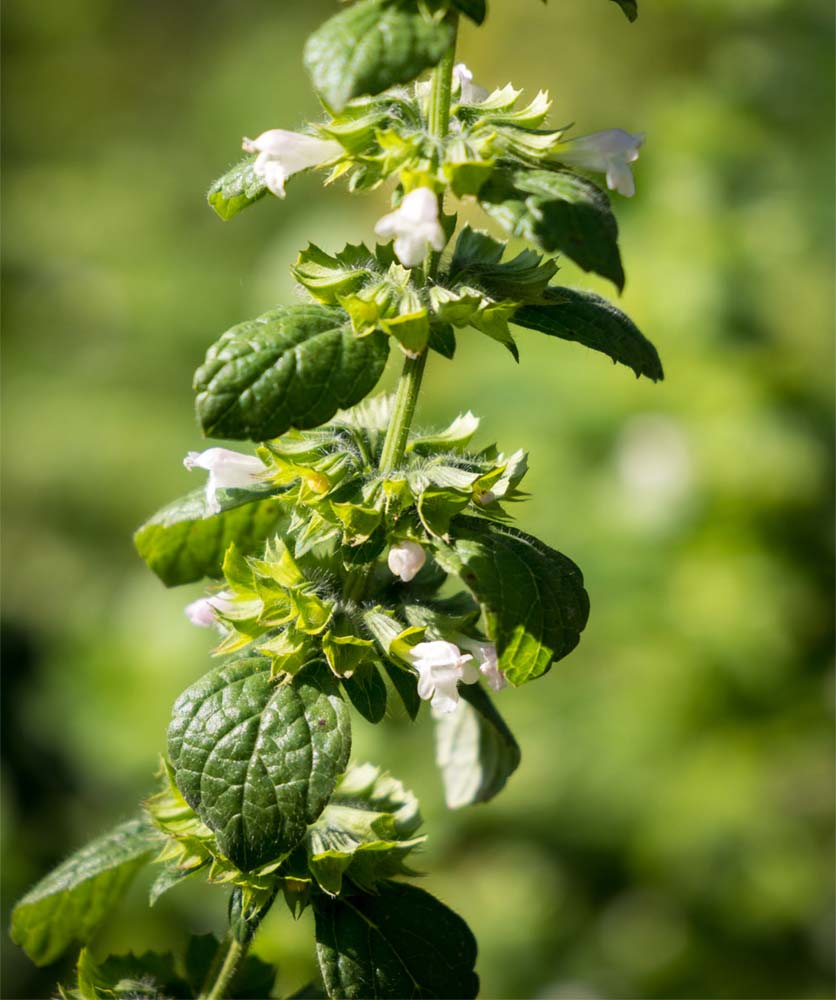 Zitronenmelisse Melissa officinalis Plenuska Zitronenmelisse im Shop kaufen Melissa officinalis Plenuska