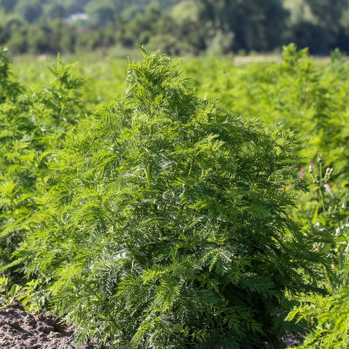 Artemisia annua Pflanzen auf dem Feld