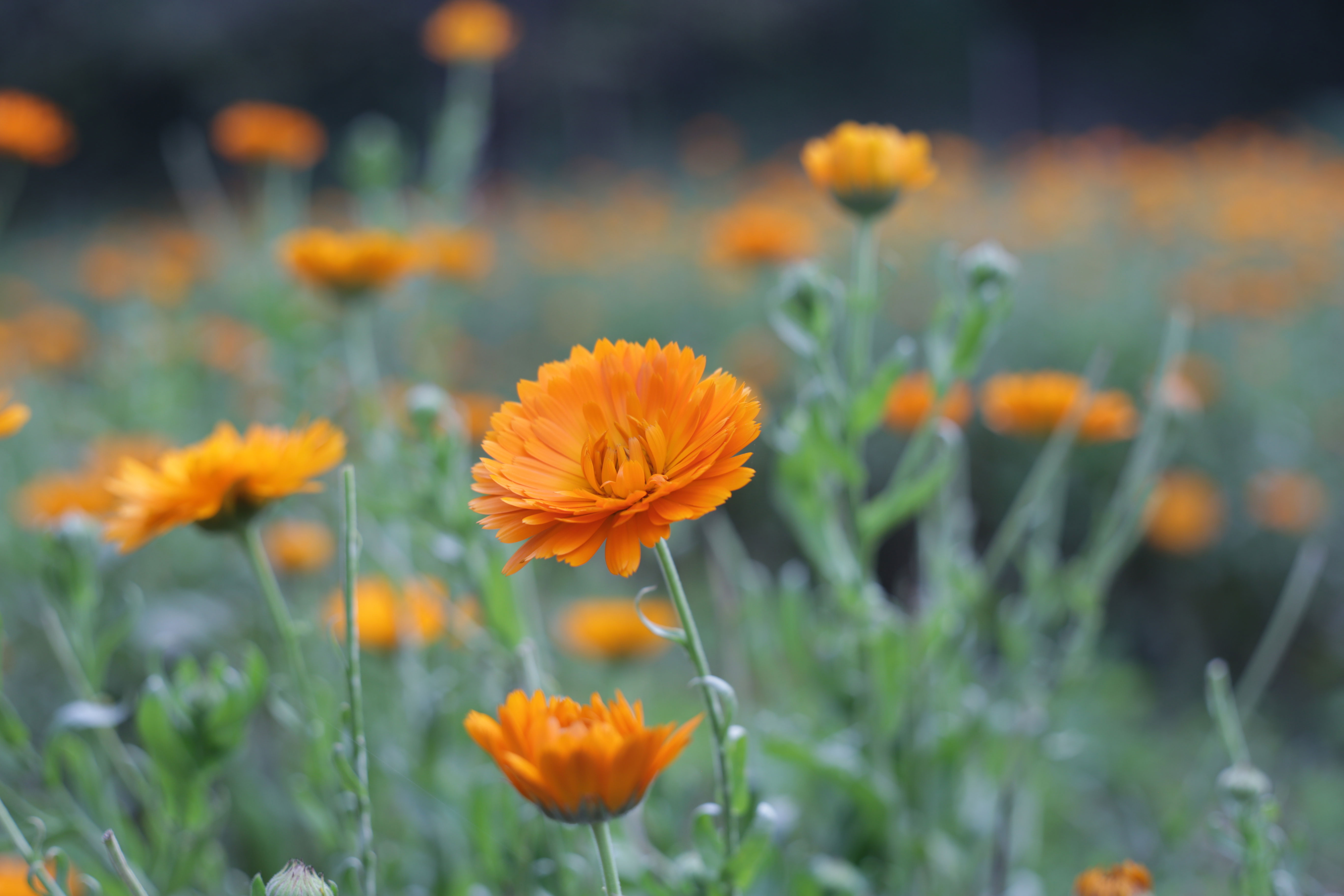 Ringelblume