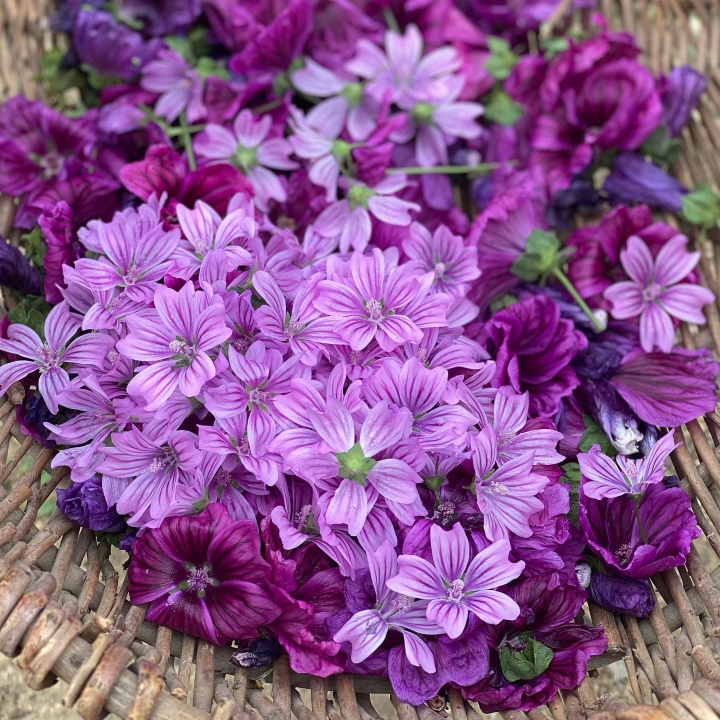 lila blumen, purple blüten, blumenanordnung, zarte blüten, wildblumen gruppe