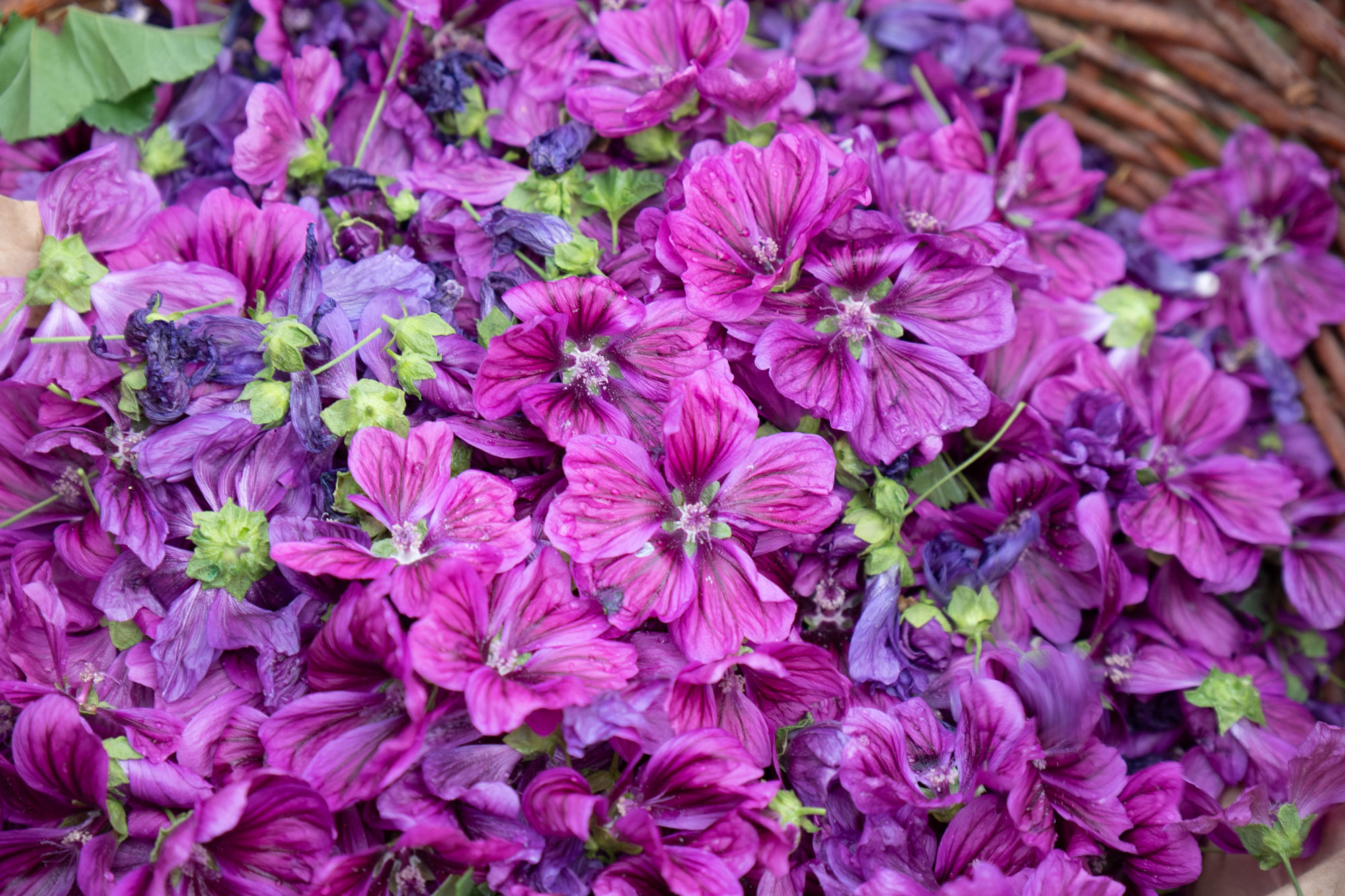 Malvenblüten
