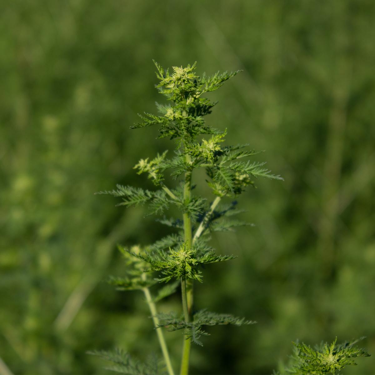 Gras, Pflanze, Grün, Vegetation, Gras, Pflanze, Grün, Vegetation, Gras, Pflanze, Grün, Vegetation