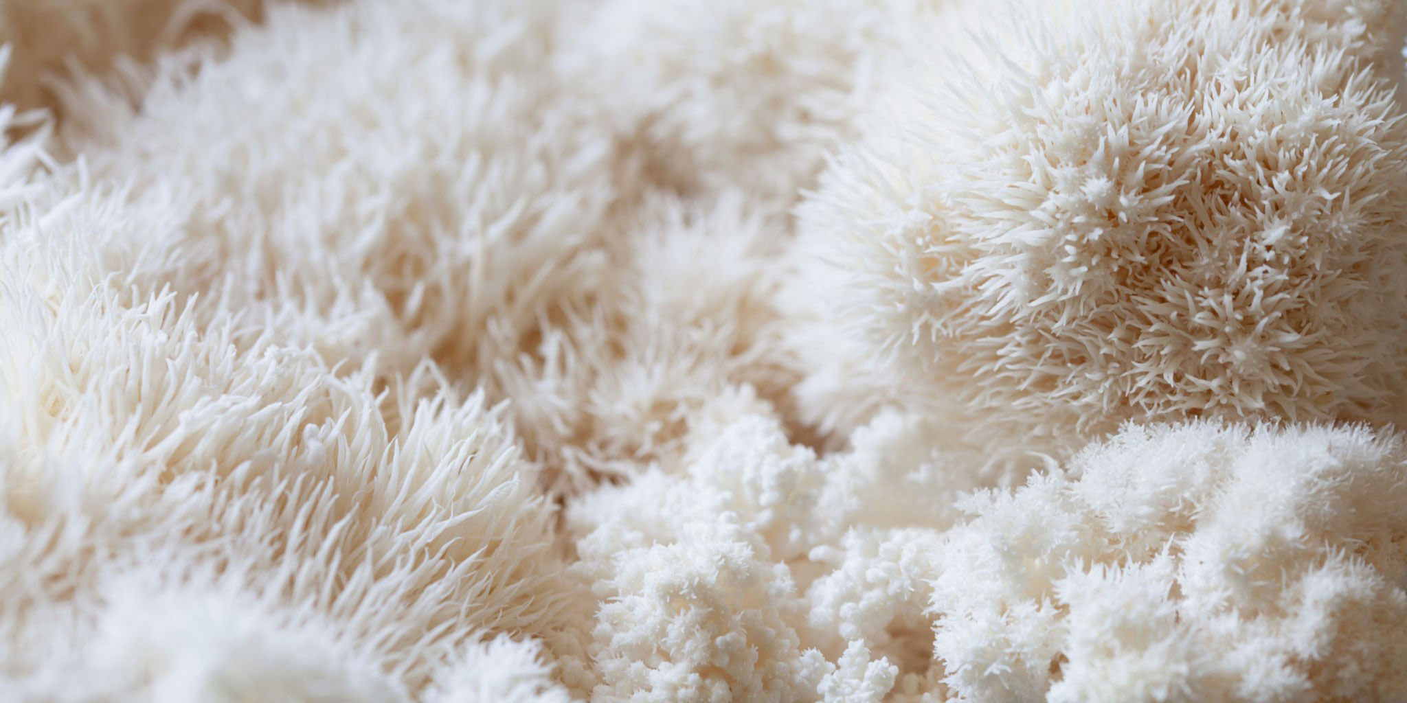 Hericium Vitalpilz
