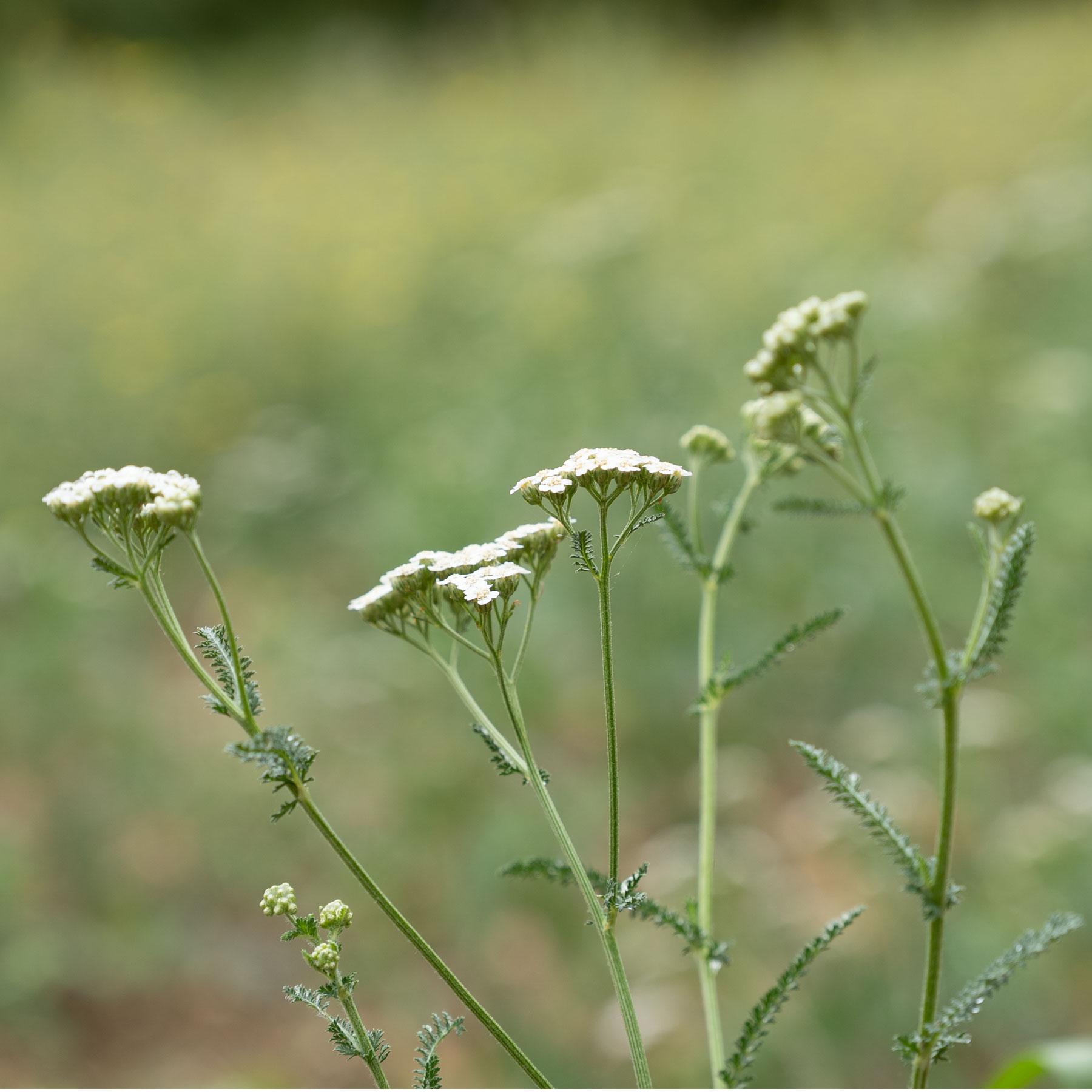 Kraut, Weiße Blüten, Wiesenpflanze, Krautige Pflanze, Blütenstände