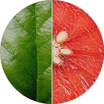 Grapefruitkernextrakt und Lorbeeröl