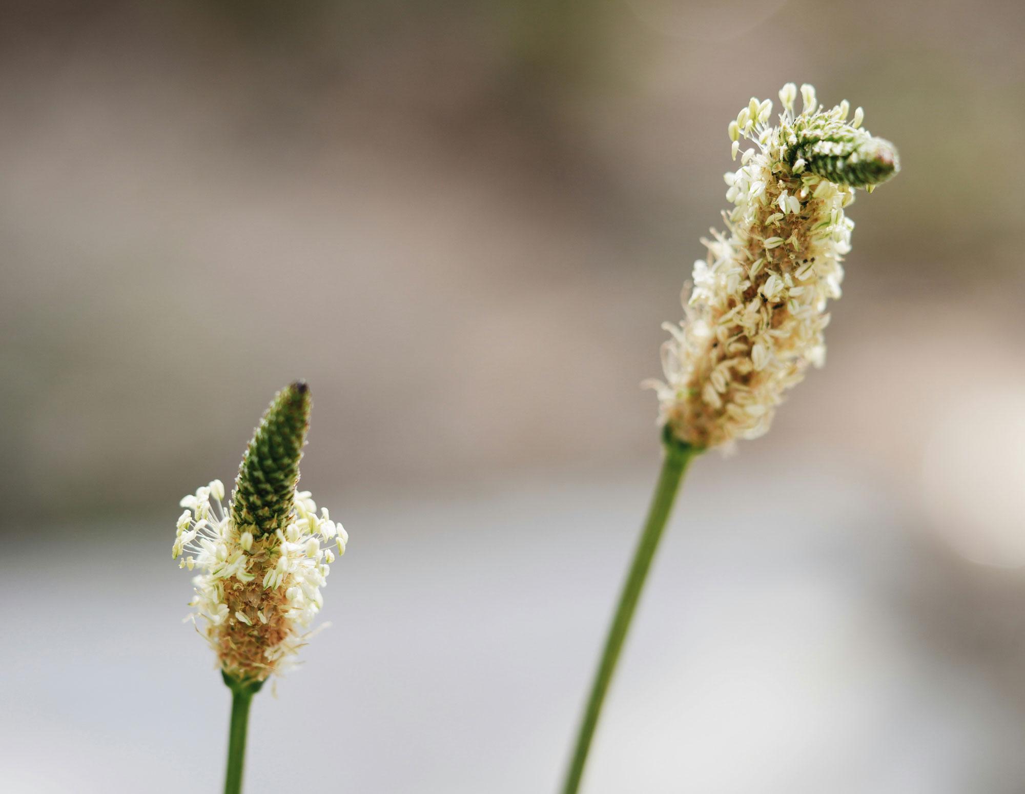 Pflanze, Blüte, Stängel, Grün, Knospe