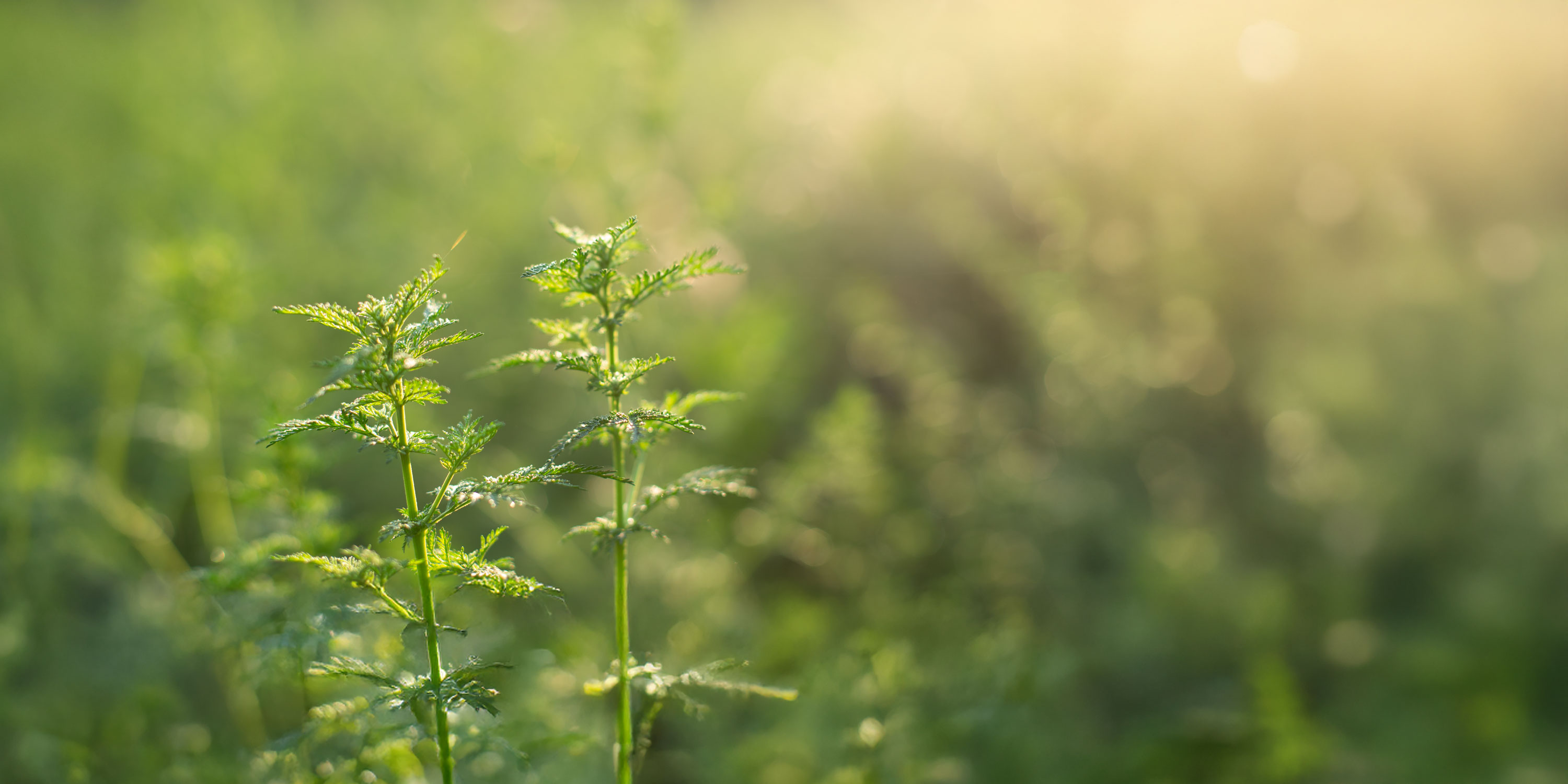 Artemisia annua Feld auf dem Demeter-Hof in Südfrankreich