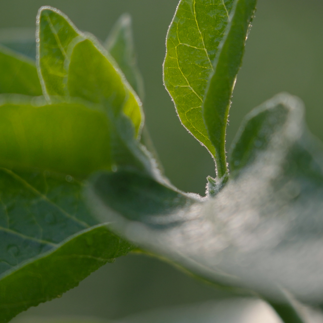 Ashwagandha Produkt