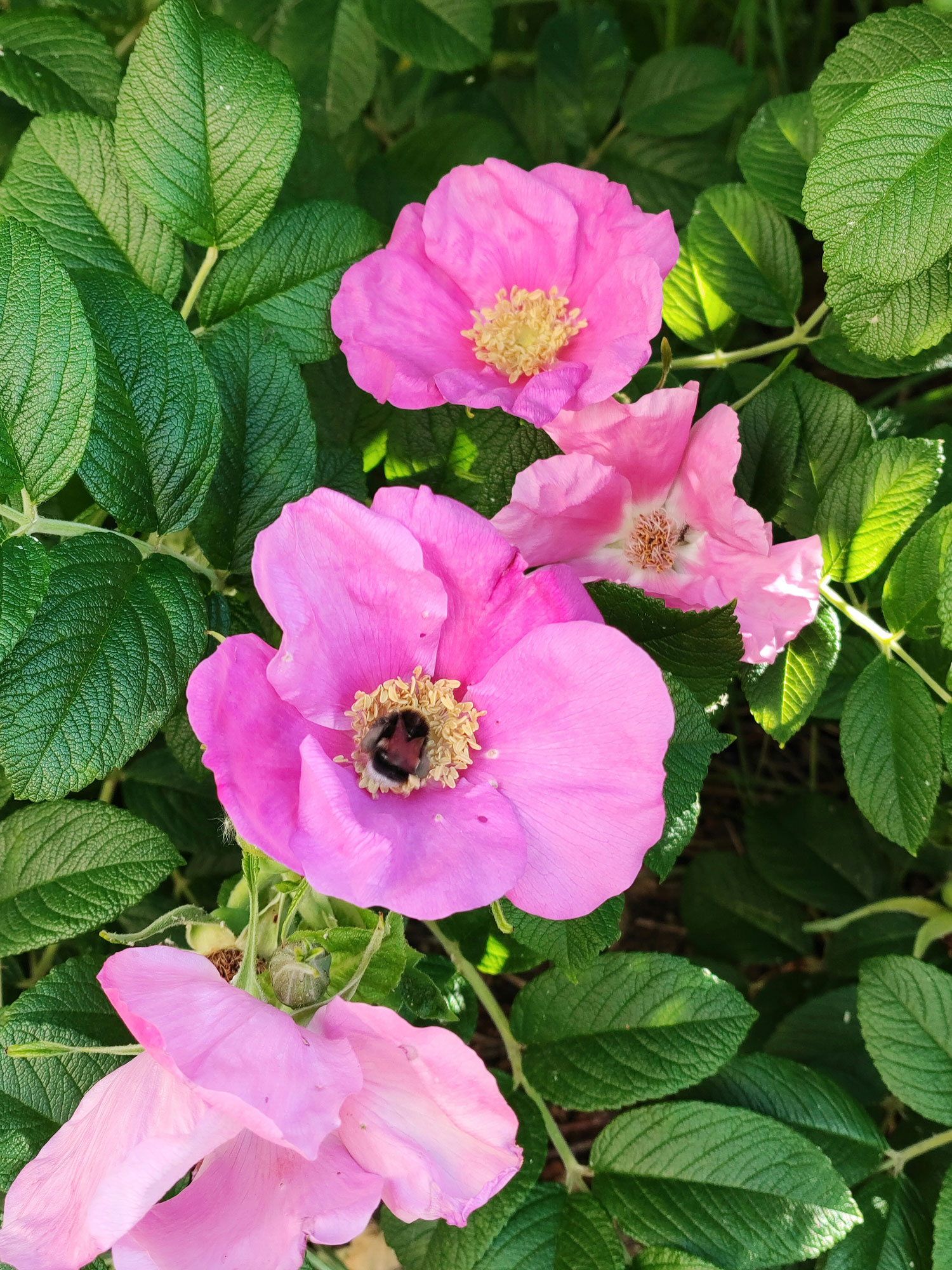 Hundsrose, Rosa canina Blueten