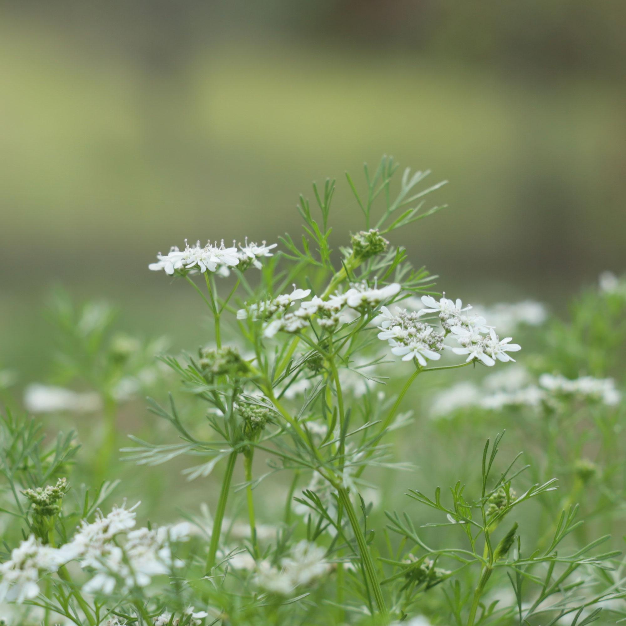 weiße Blüten, Kraut, grüne Stängel, Wildblume, Pflanzenlaub