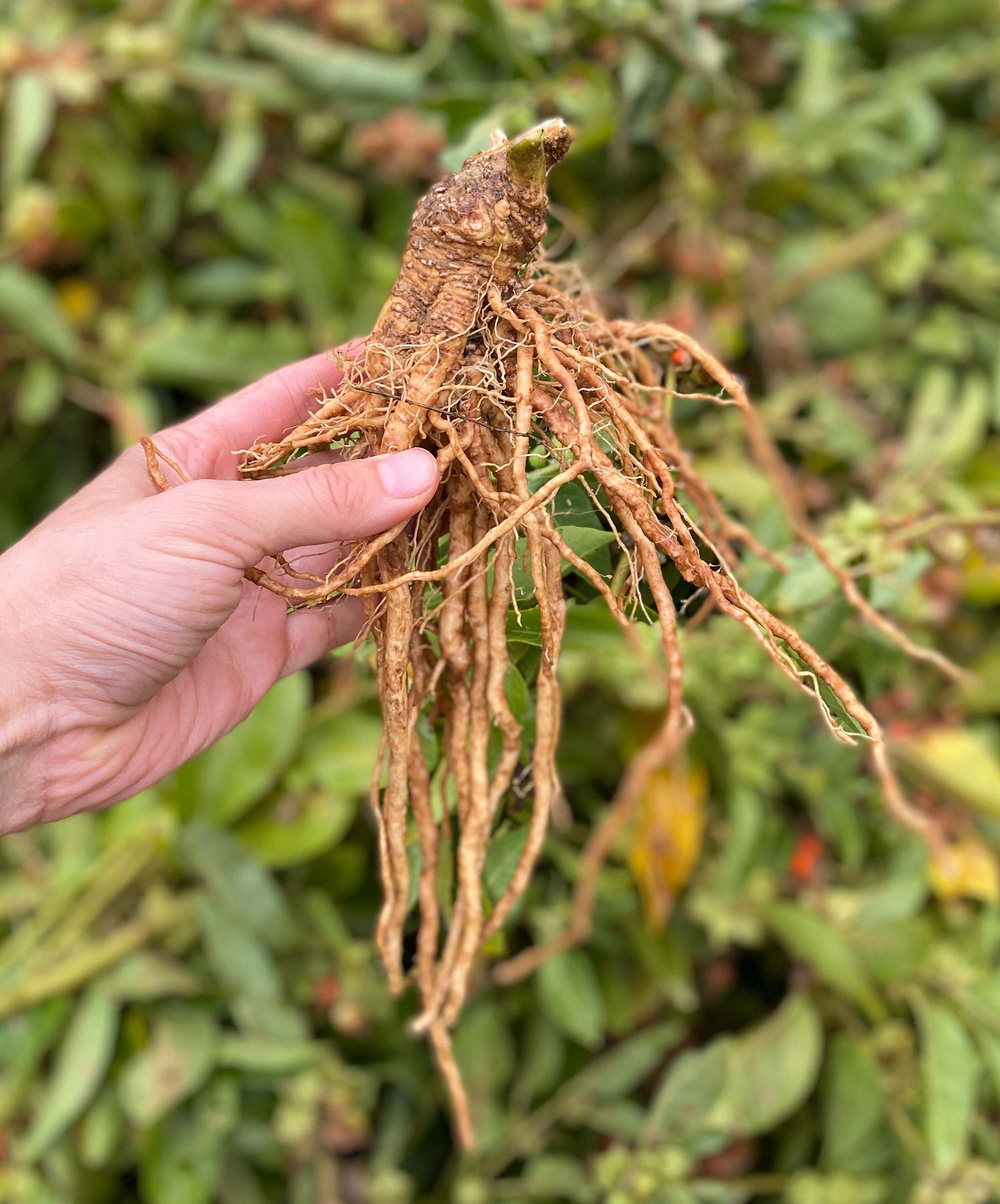 Ashwagandha Bio