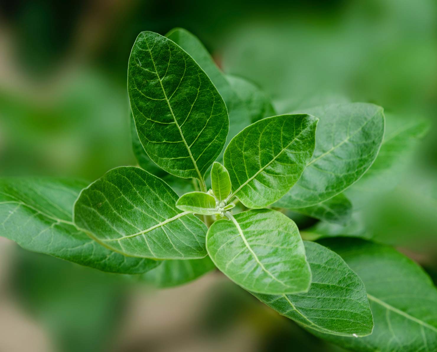 Ashwagandha &mdash; Withania somnifera