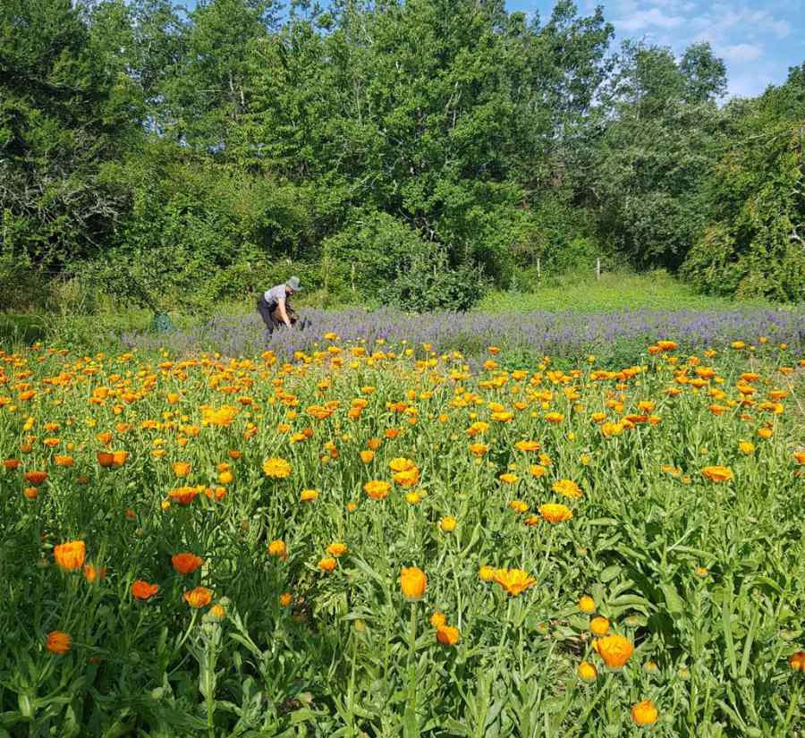 Pflanzenwuchs, Gehen, Feld, Grünland, Wiese