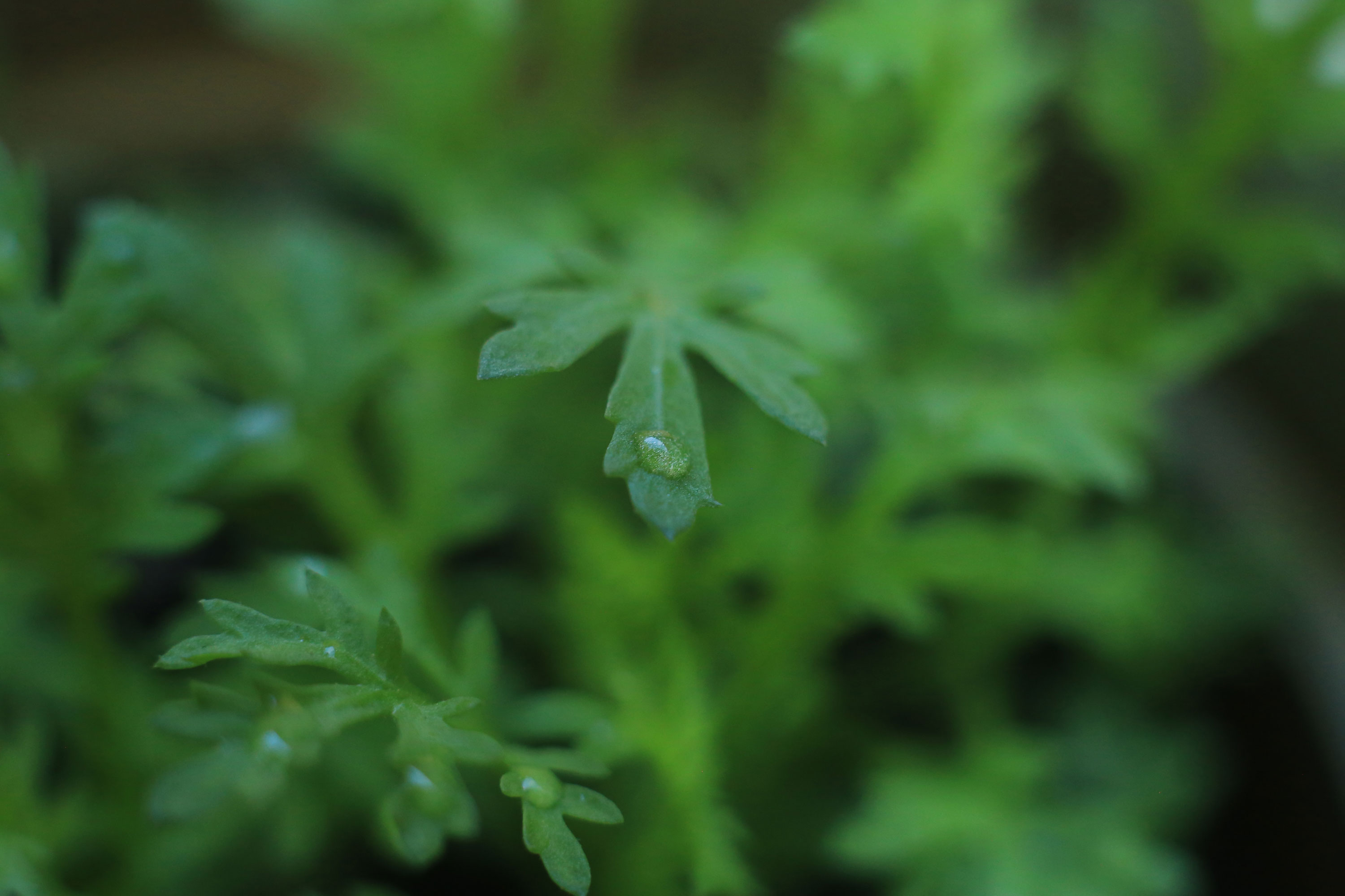 Artemisia annua junge Pflanze