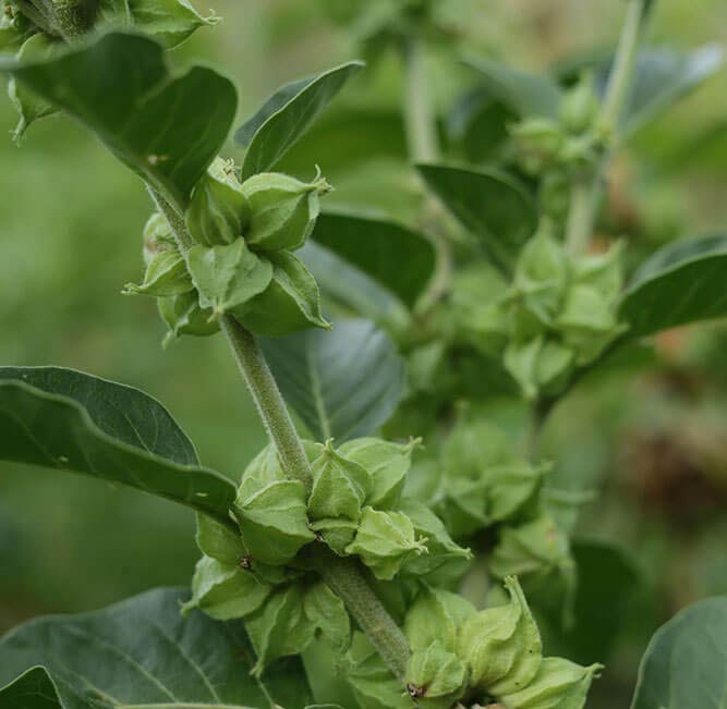 Ashwagandha Bio demeter Ashwagandha Bio demeter von Kasimir Lieselotte