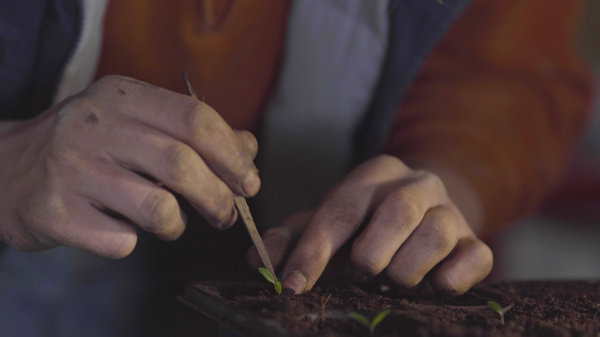 Artemisia annua wird pikiert Artemisia annua wird pikiert