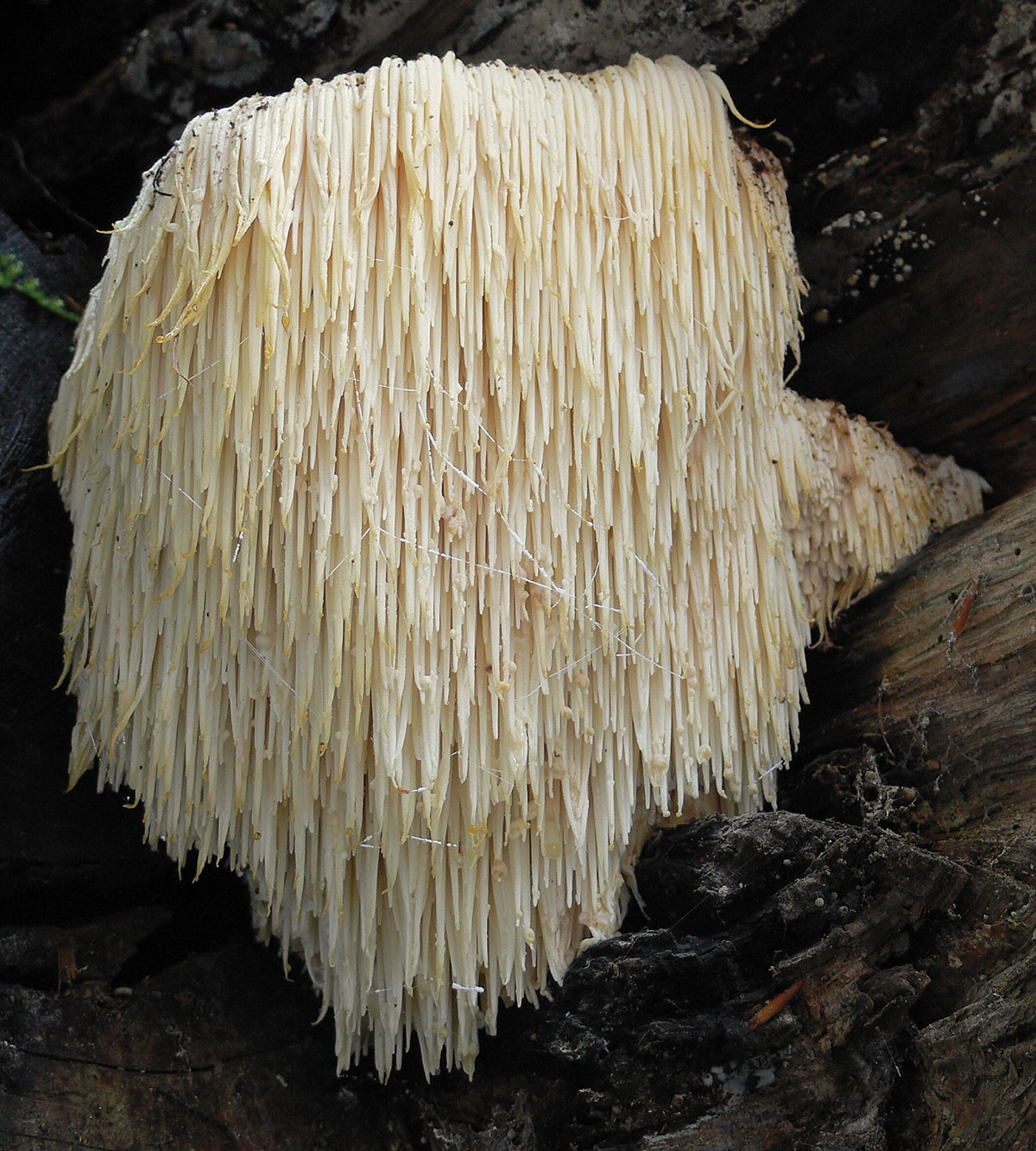Hericium Bio Vitalpilz Hericium Bio Vitalpilz