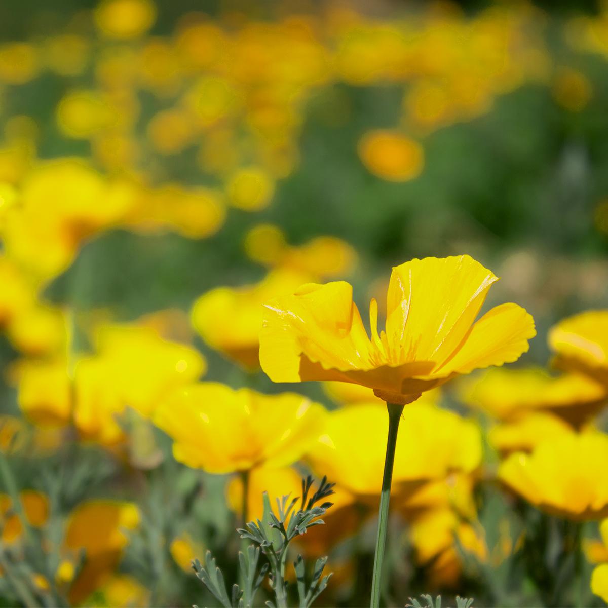 yellow poppy, feldblumen, mohnblüte, hellgelb, blumenlandschaft