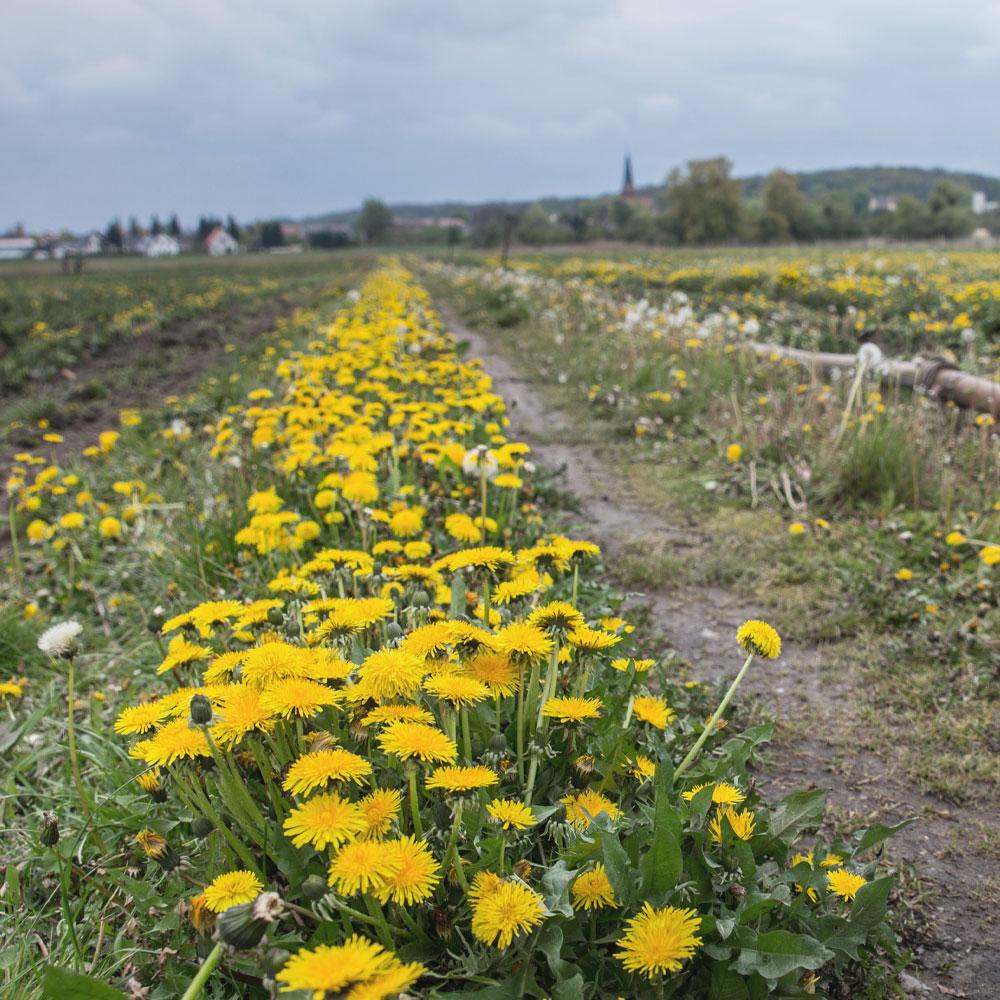 Löwenzahn, Blumenfeld, Wiesenpflanze, Gelb, Pflanzenreihe