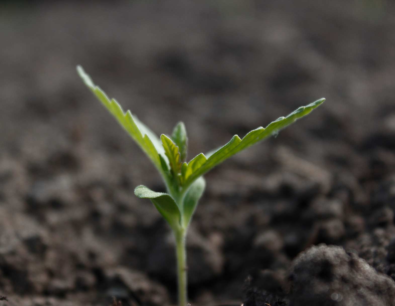 Kleine Artemisia annua Pflanze Artemisia annua Setzling kommt aus dem Boden
