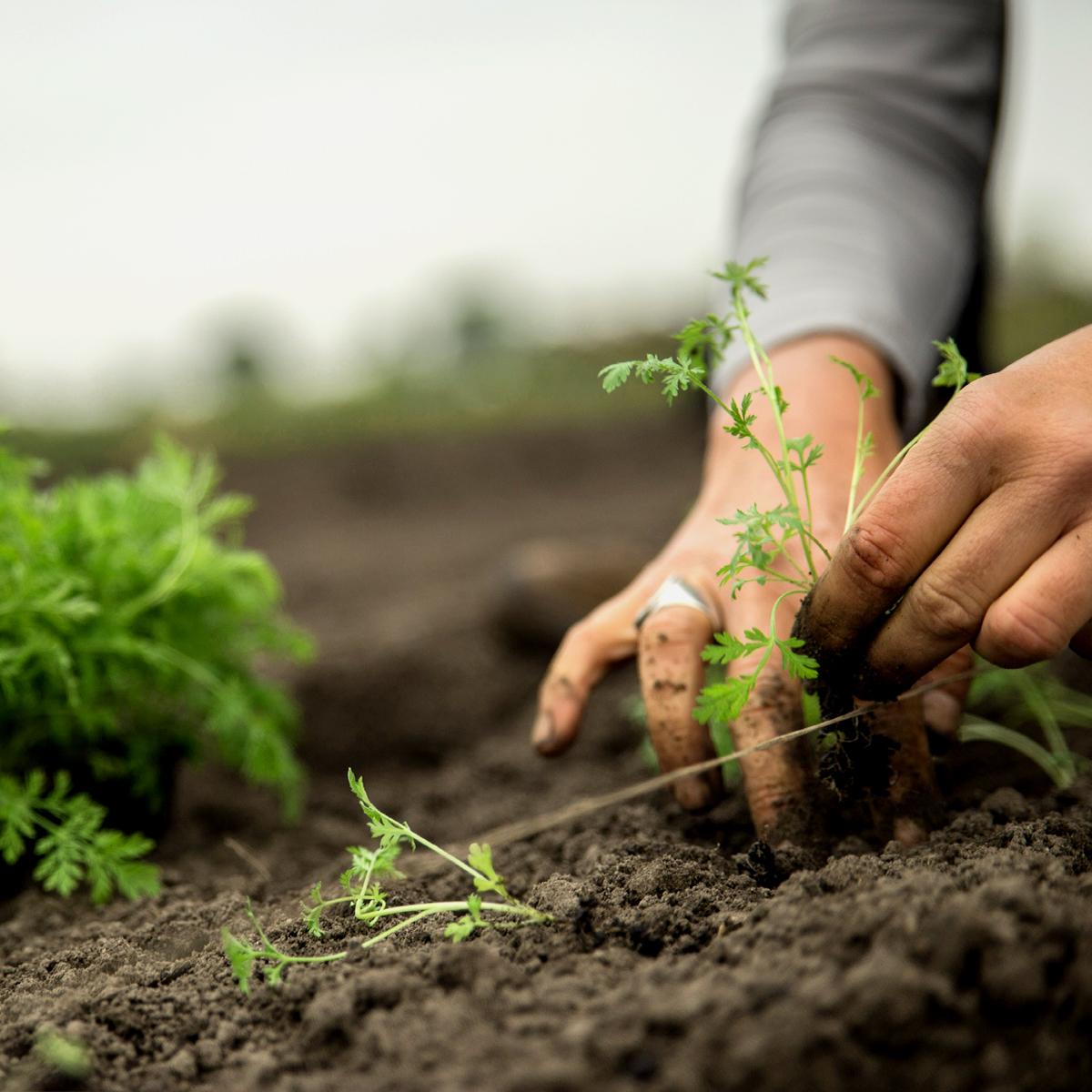 Artemisia annua Setzling wird in die Erde gepflanzt Artemisia annua Setzling wird in die Erde gepflanzt