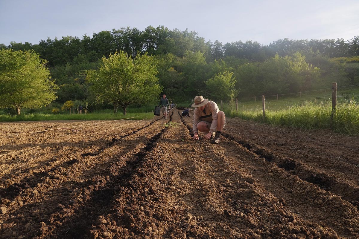 Stecklinge werden ins Feld gepflanzt bei Kasimir und Lieselotte Stecklinge werden ins Feld gepflanzt bei Kasimir und Lieselotte