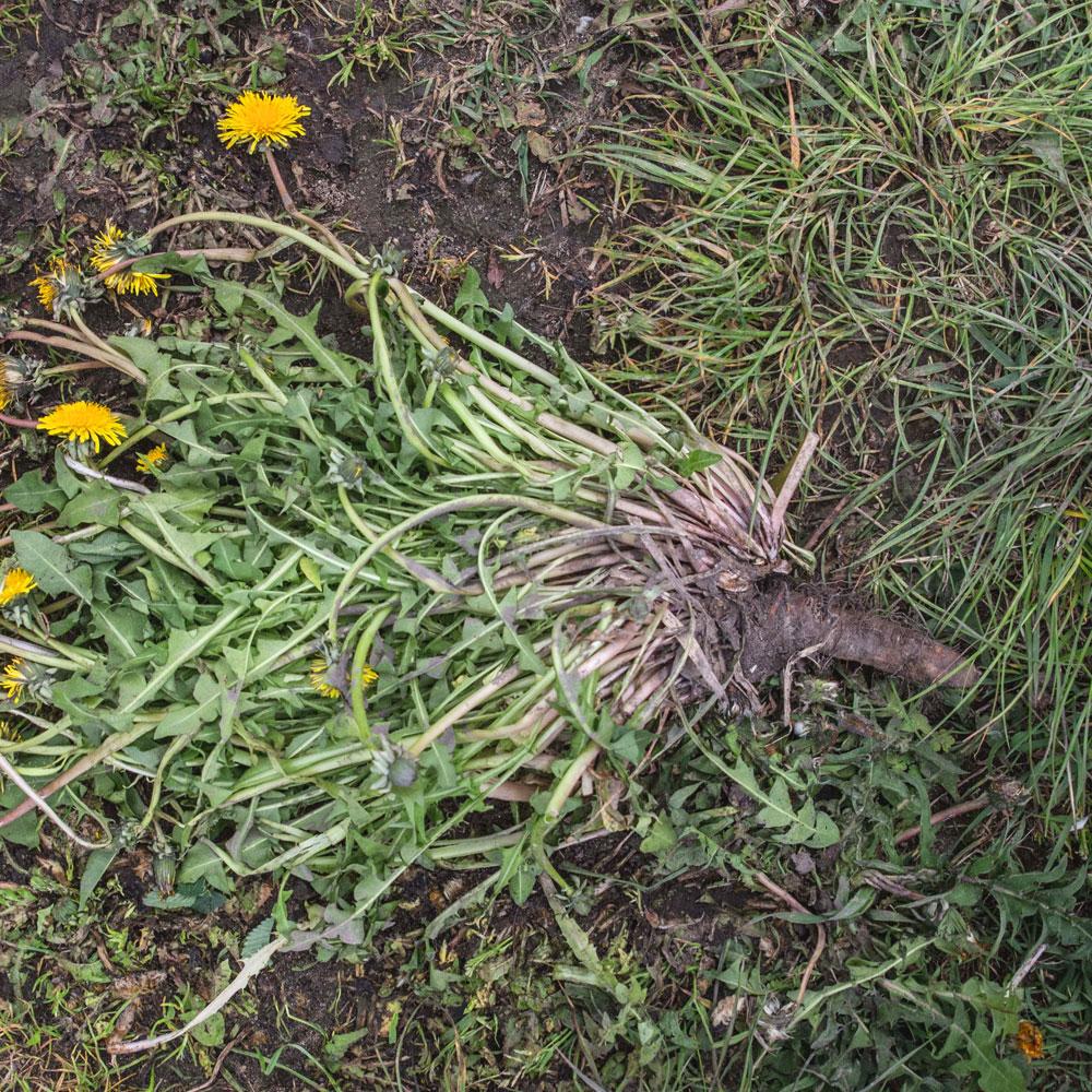 Löwenzahn, Wildblume, Wurzel, Pflanzen, gelbe Blüten