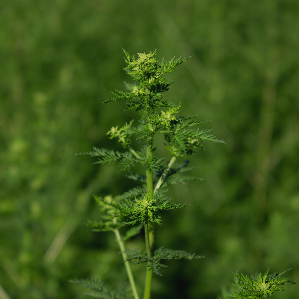 Der obere Teil der Artemisia annua Pflanze Der obere Teil der Artemisia annua Pflanze