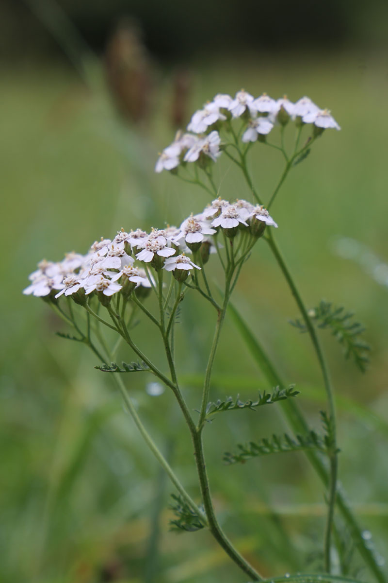 Blühende Schafgarbe (Achillea millefolium)