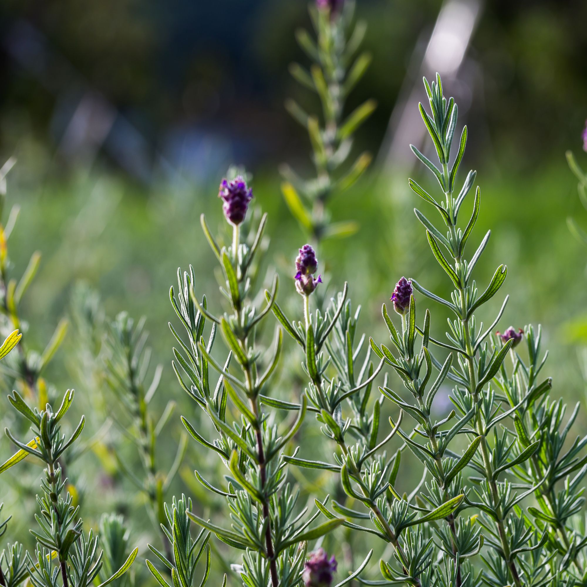 Rosmarin Blüte