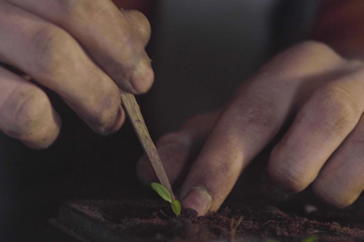 pflanze, Saatpflanze, Keim, Topf, Erde